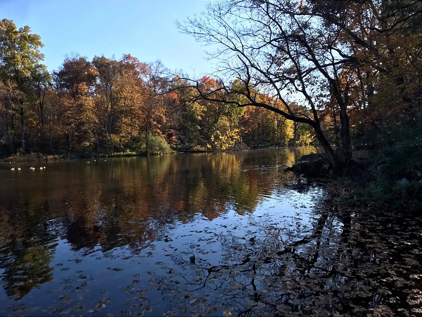 Autumn pond with water reflections and trees