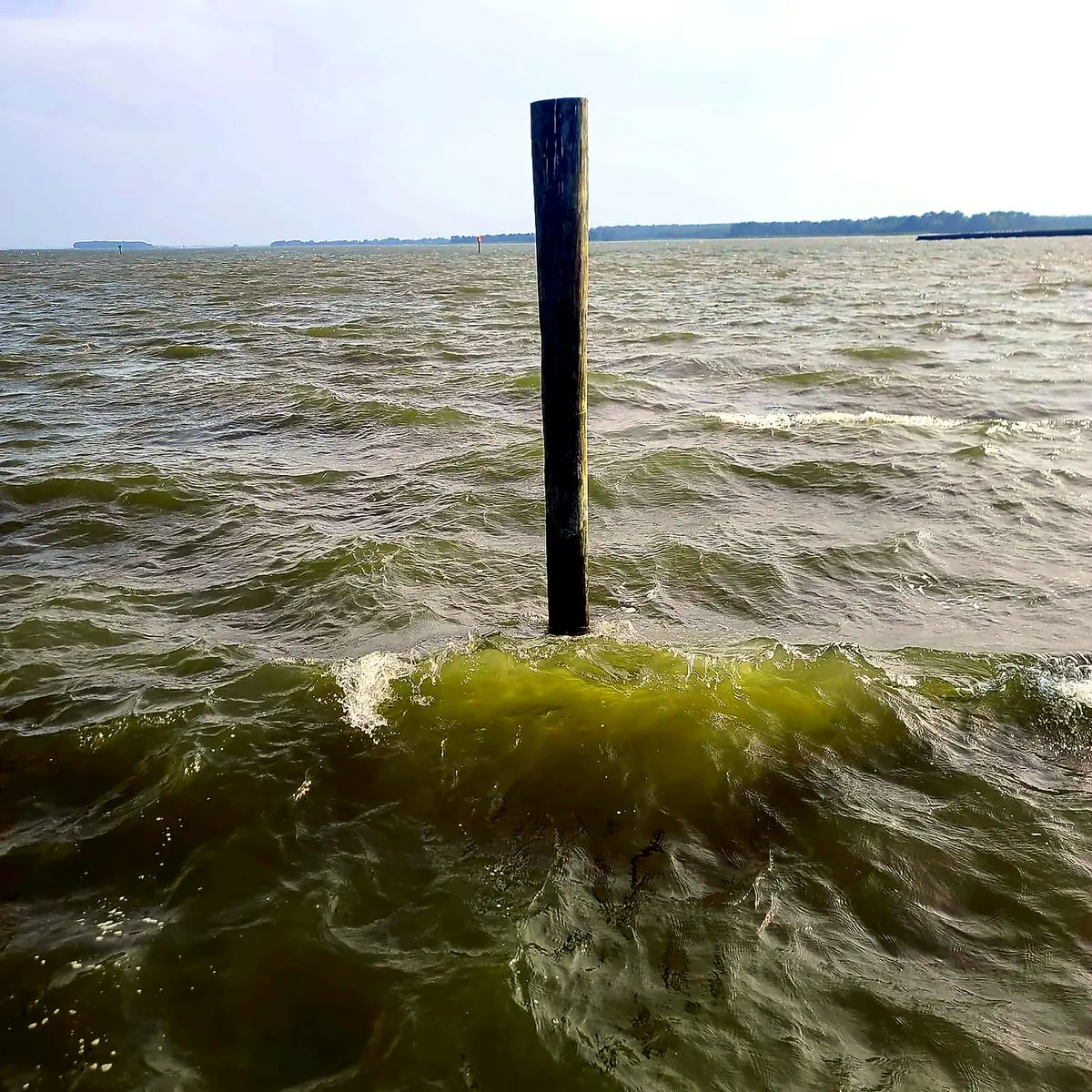 Bay water with a wooden piling in the center