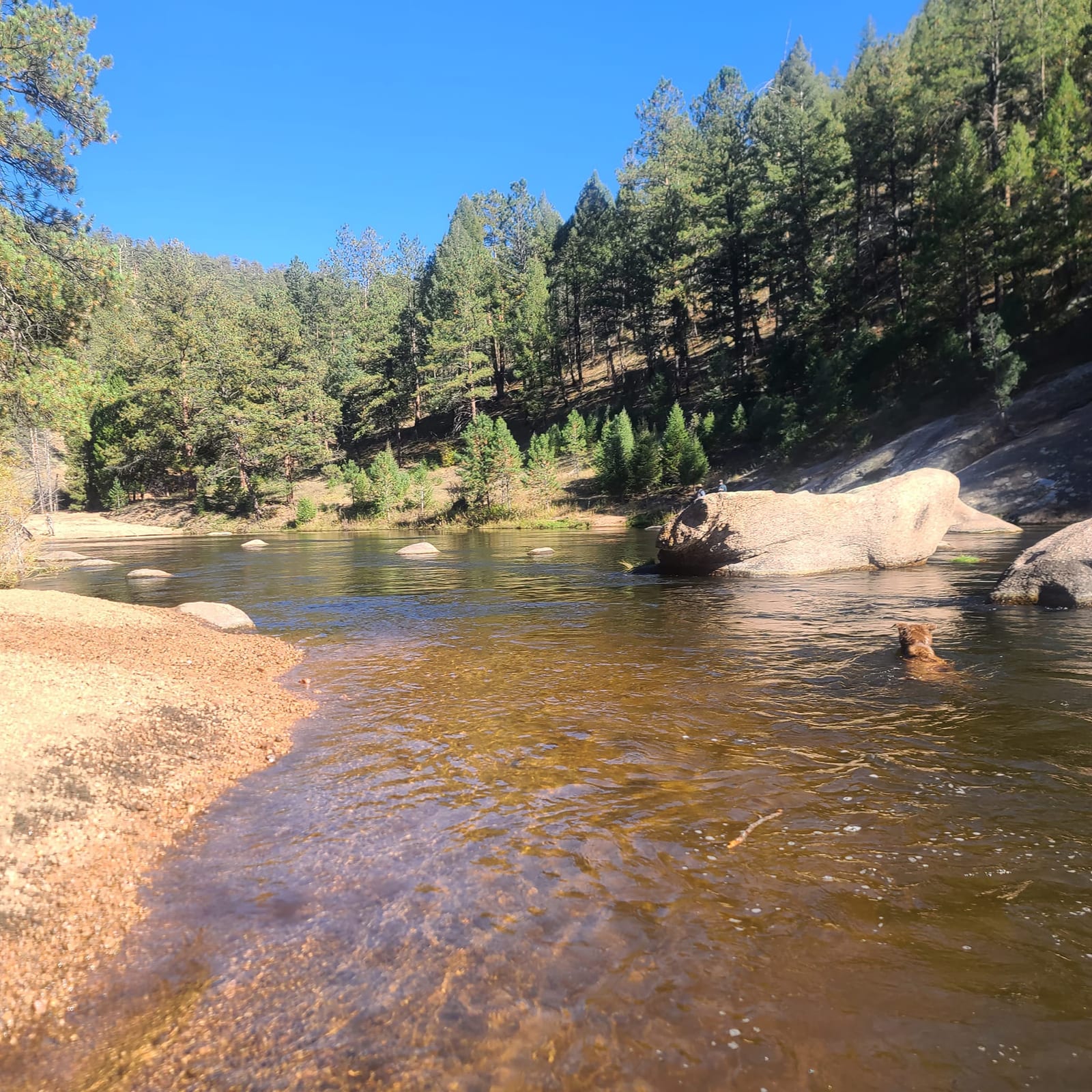 Mountain creek with pine trees and rocks