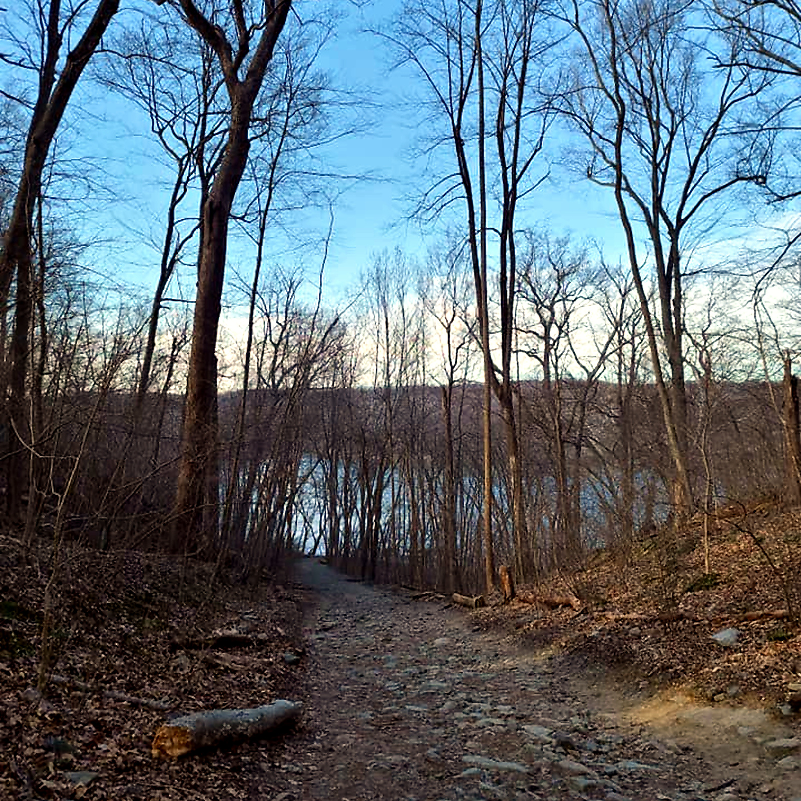 Wooded trail photo after cleanup