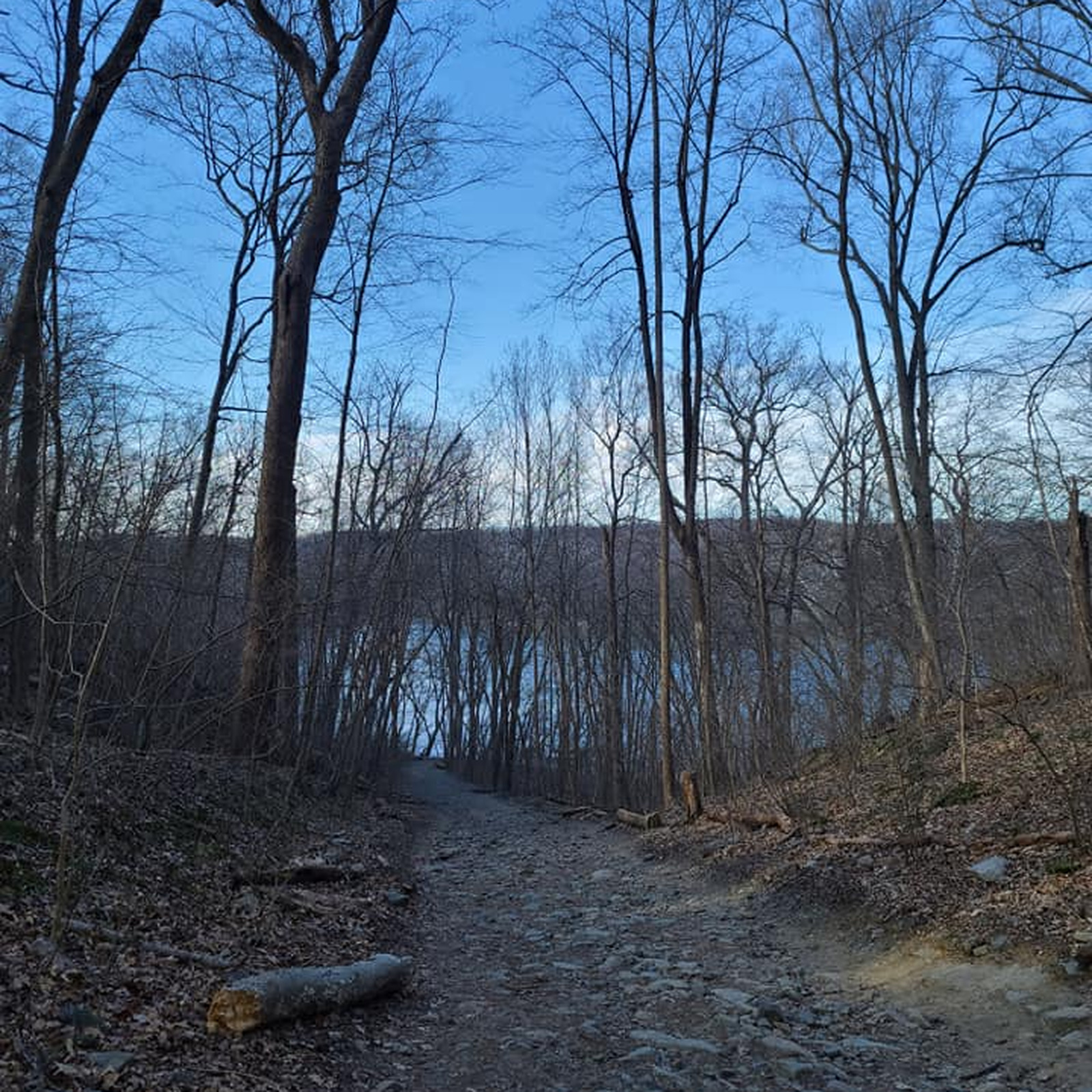 Wooded trail photo before cleanup
